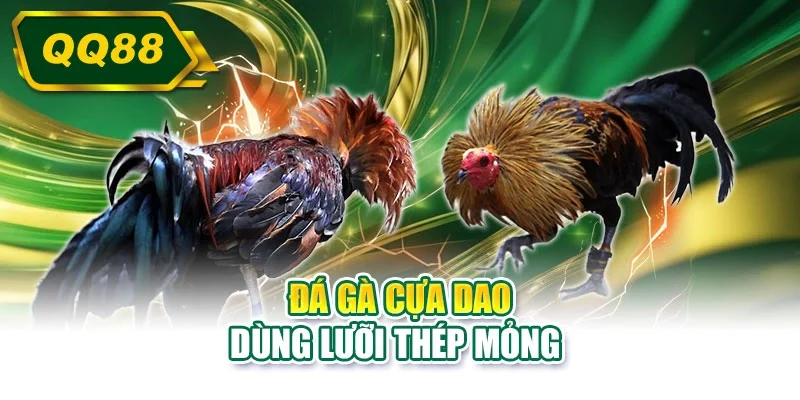 Đá gà cựa dao dùng lưỡi thép mỏng 