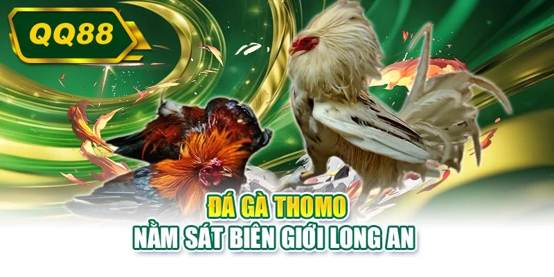 Đá gà thomo nằm sát biên giới Long An 